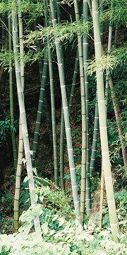 Bamboo