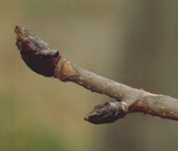 Sticky buds