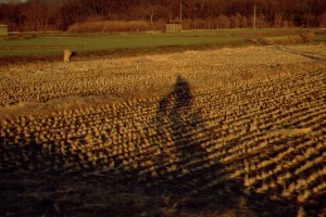 Winter paddy-field