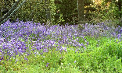 Like a cloud of bluebells