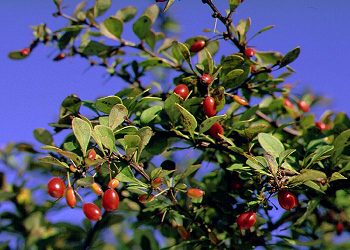 Berries