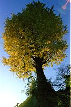 Backlit tree