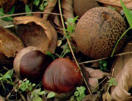 Conkers