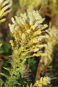 Goldenrod