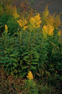 Goldenrod flowering