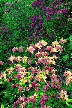 Azalea bushes